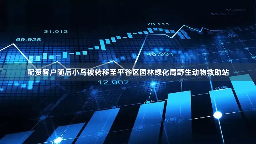 配资客户随后小鸟被转移至平谷区园林绿化局野生动物救助站